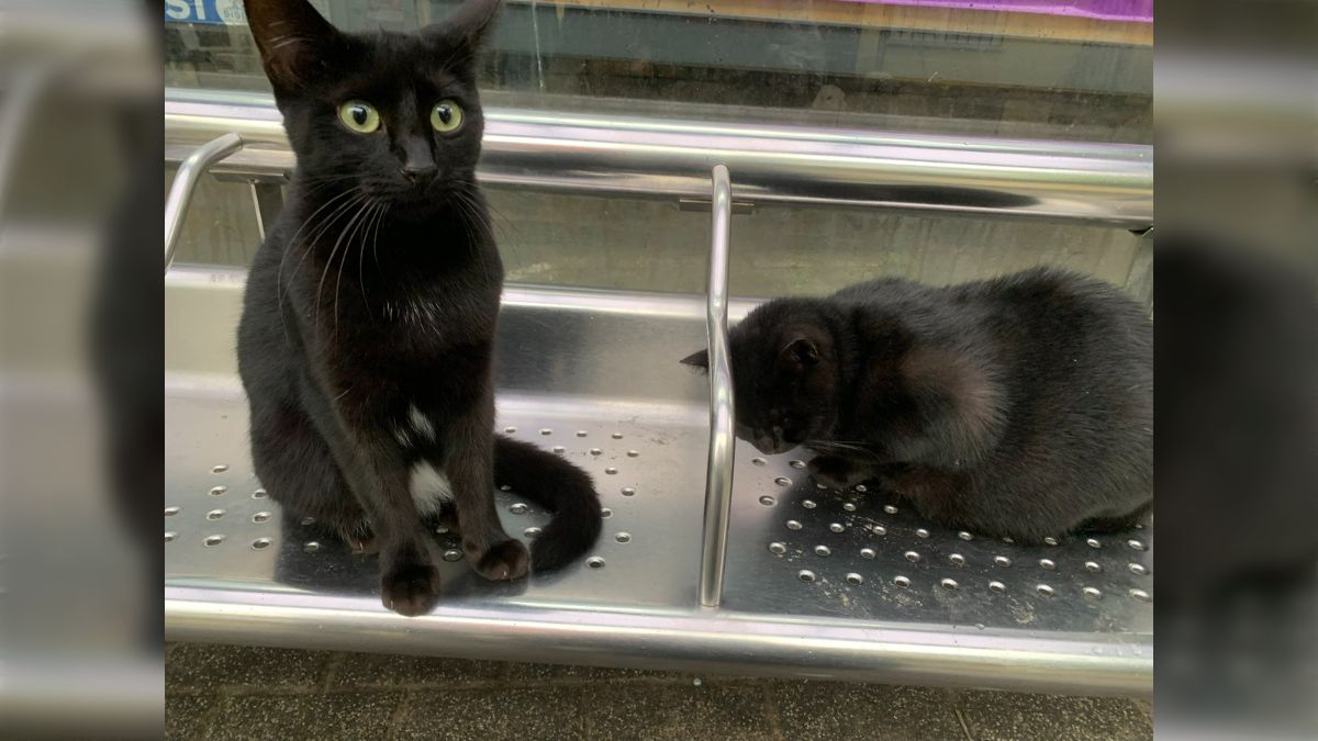 猫ちゃんのオーケストラ コンプリートセット（猫10匹と台座 ）楽天市場