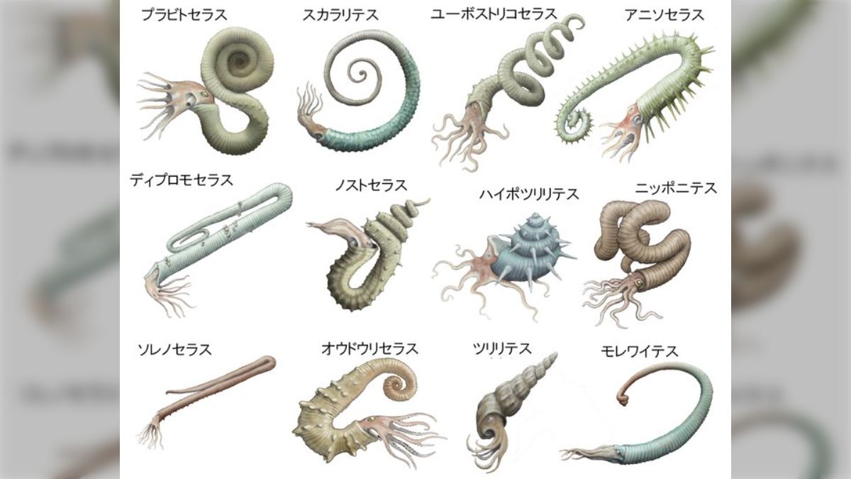 アンモナイ 異常巻き？！ アンモナイト 異常巻き 群集化石 北海道 中