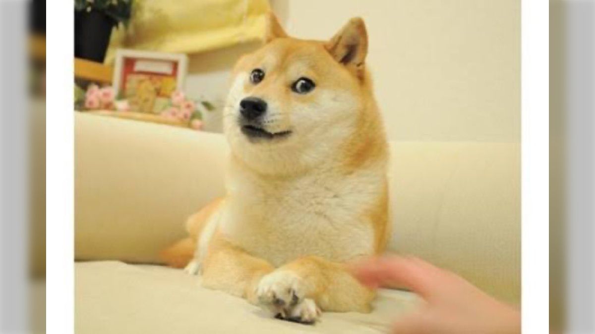 日本を代表するネットミームって何だろう？→ガチな話”かぼすちゃん”ことDogeでは「でもミーム自体は海外産では」 - Togetter