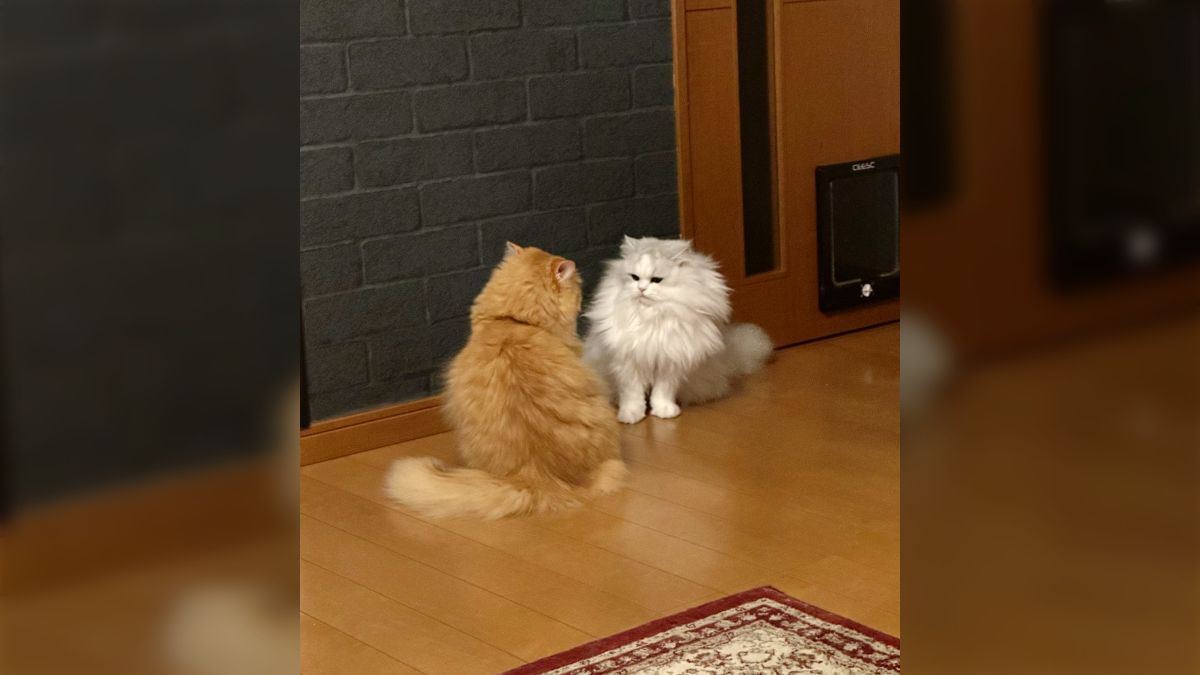 冬、長毛の猫さんの毛づくろいが喧嘩に発展すると静電気でボフボフに