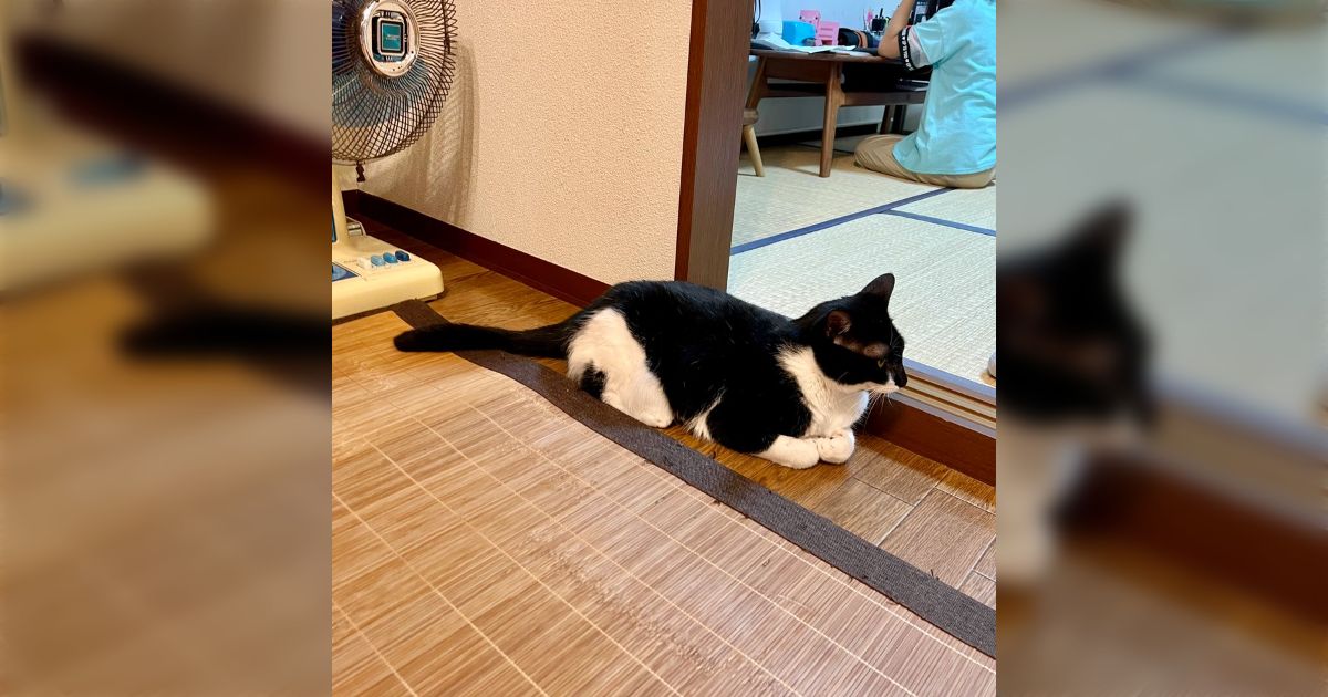 猫おにぎり様 確認用