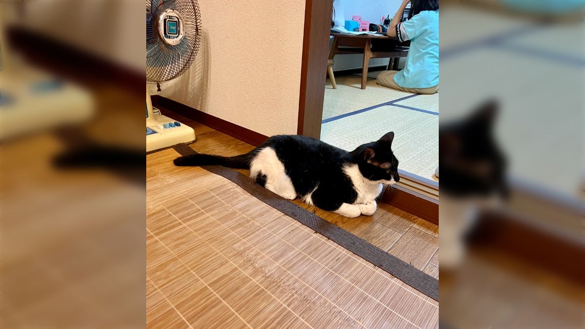 銘仙 アンティーク 着物 仔猫 猫 ネコ 家 おむすび おにぎり 銘仙