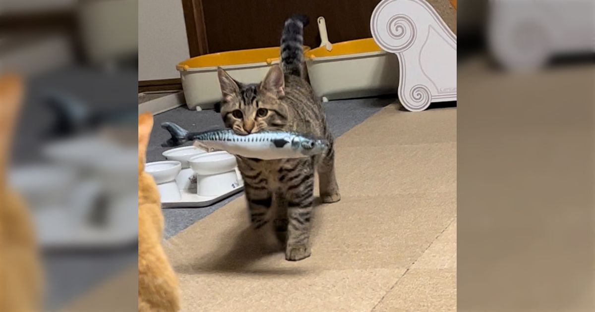 ねこ魚 様 (売約ページ)‼️（サンリオが｢2代目社長｣の下で上場来