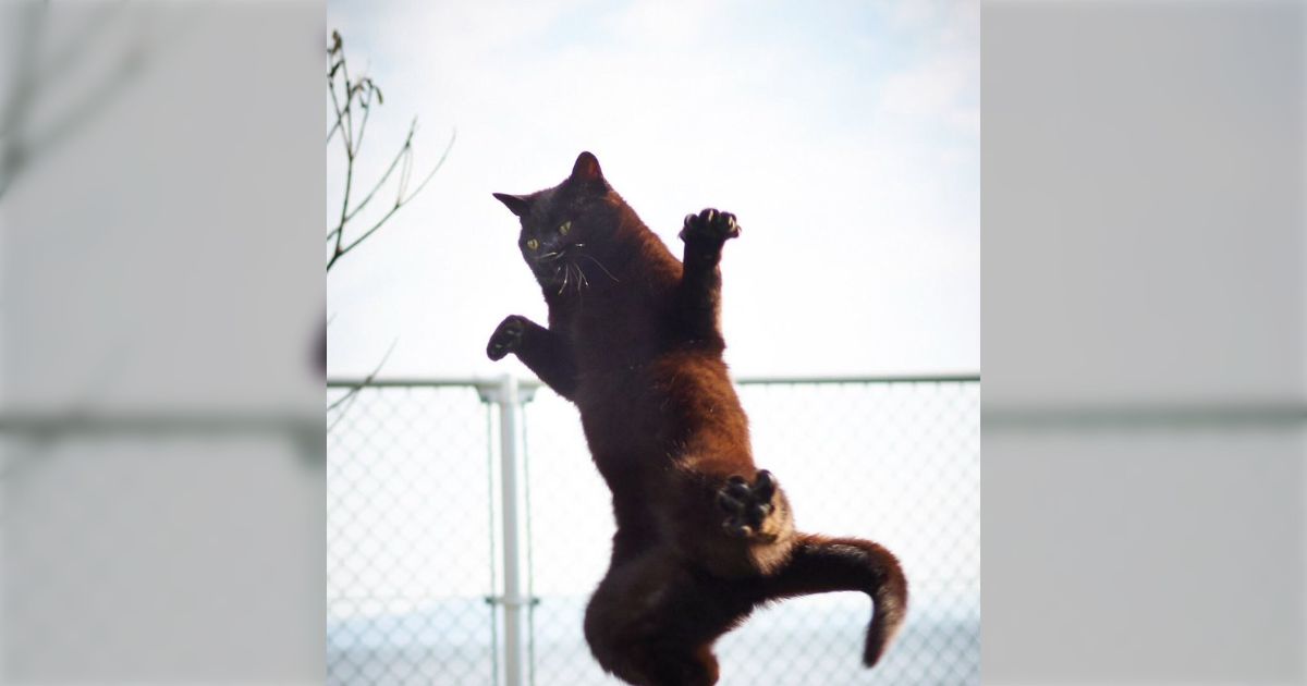 今日もパリの猫は考え中 : 黒猫エドガーの400日 - メルカリ