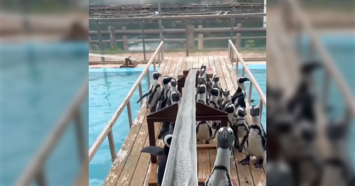ペンギンの流しアジイベント、本番前に他視点を含む凝縮版が出てきて笑ってしまう「ゴール地点に陣取るのだ！」