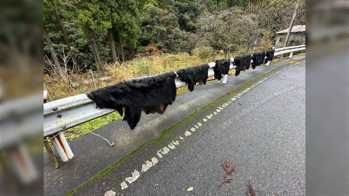 クマと言えば2年前に福井県の山中で見たコレが衝撃的過ぎた「本物の