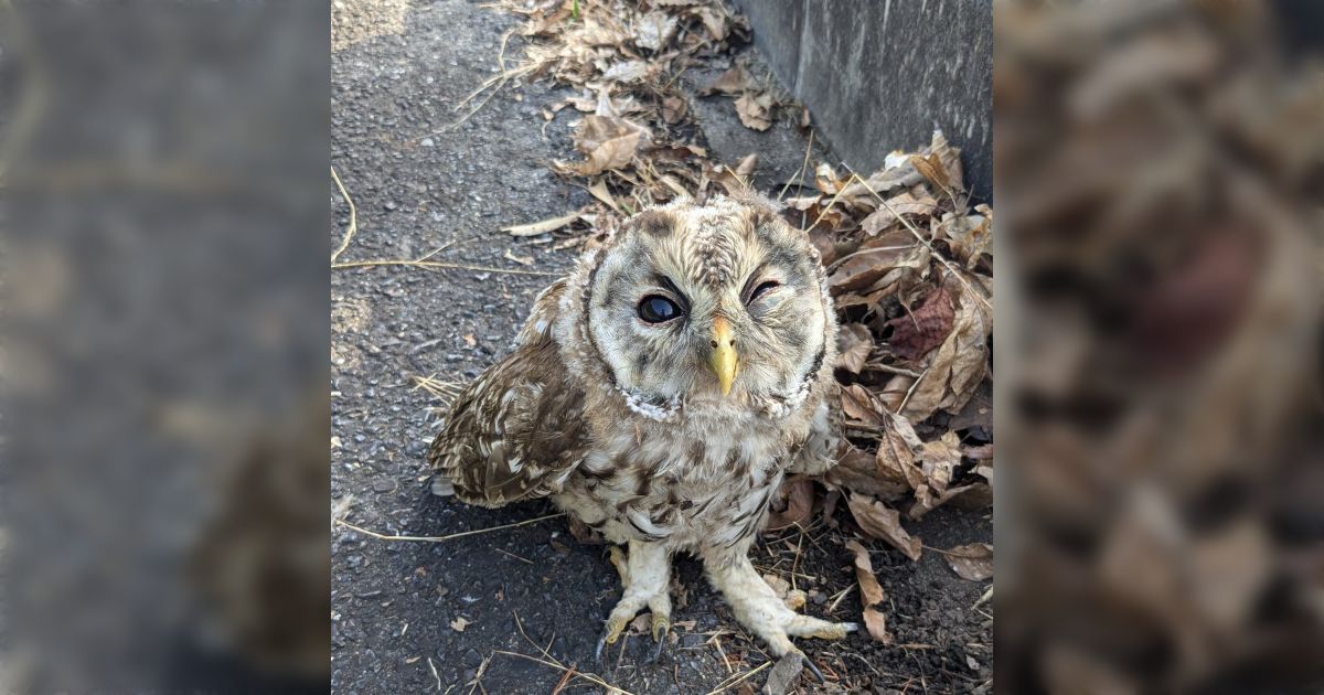 なんかよく分からないフクロウ Amazon | 鳥よけフクロウ 首振りふくろう 鳥よけグッズ 鳥よけ