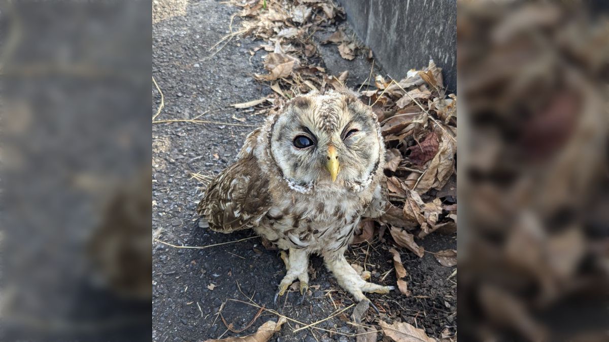 ツーリング中にカラスに囲われた何かを発見して追い払ったら