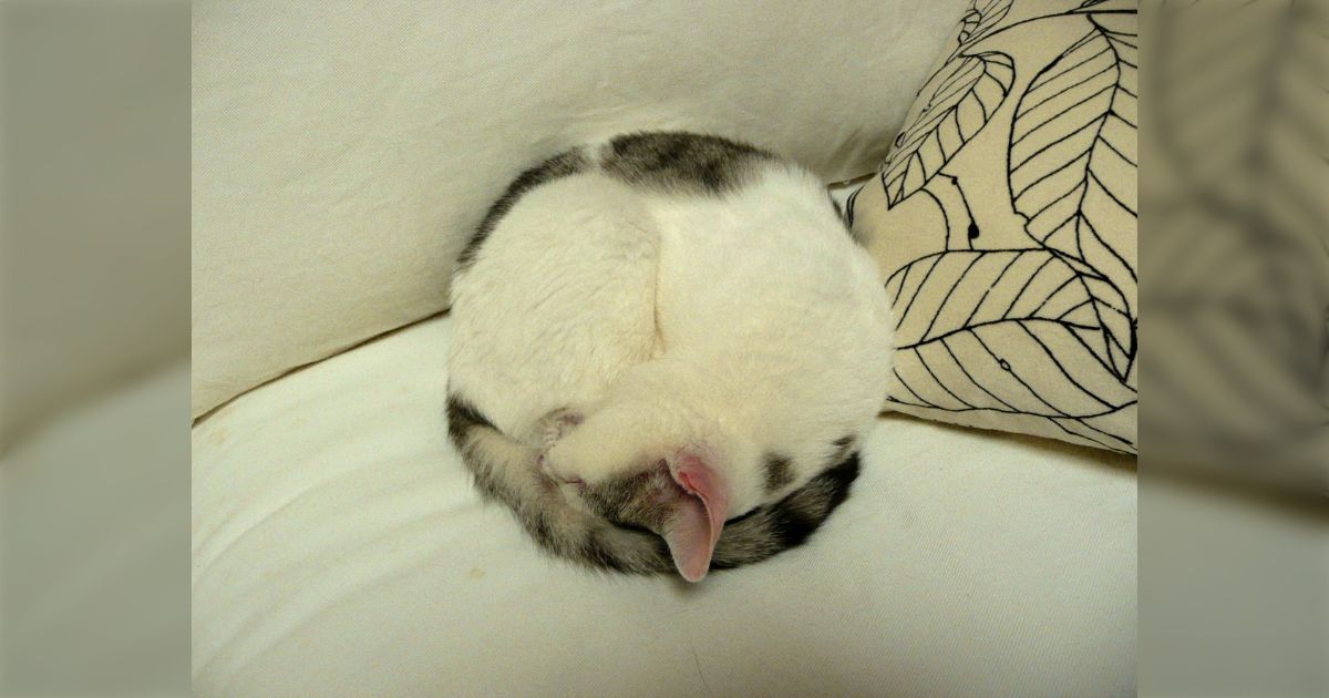 1735g 超綺麗☆ 猫目丸玉B80U1/184U102A 【公式通販】