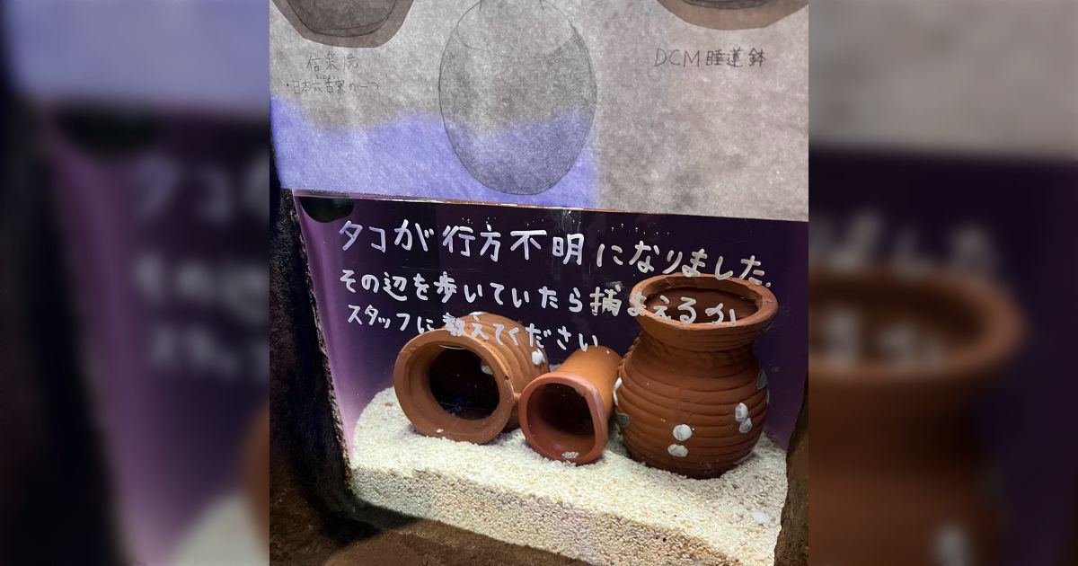 水族館の水槽に「タコが行方不明になりました。その辺を歩いていたら捕まえるか、スタッフに教えてください」の文字が…どこにいるのだろうか？→無事見つかることに