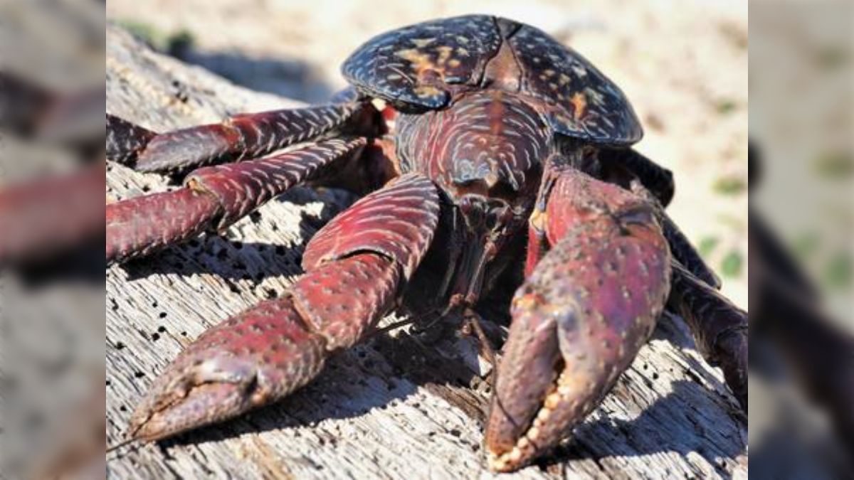 もし無人島に漂流したらヤシガニとかいるけどヤシガニは「旨い もし無人島に漂流したらヤシガニとかいるけどヤシガニは「旨い