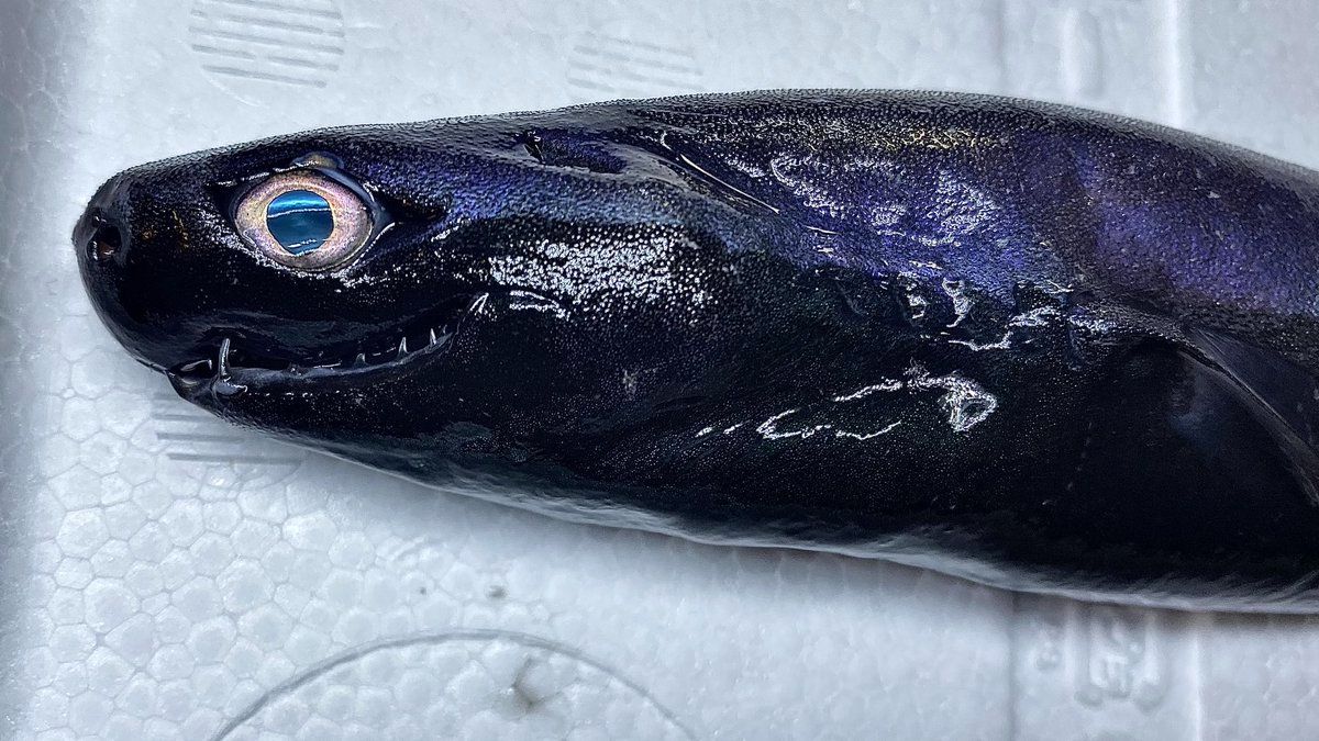 カラスザメ　標本 透明骨格標本（ザラガレイ） - Picture of Numazu Deep Sea