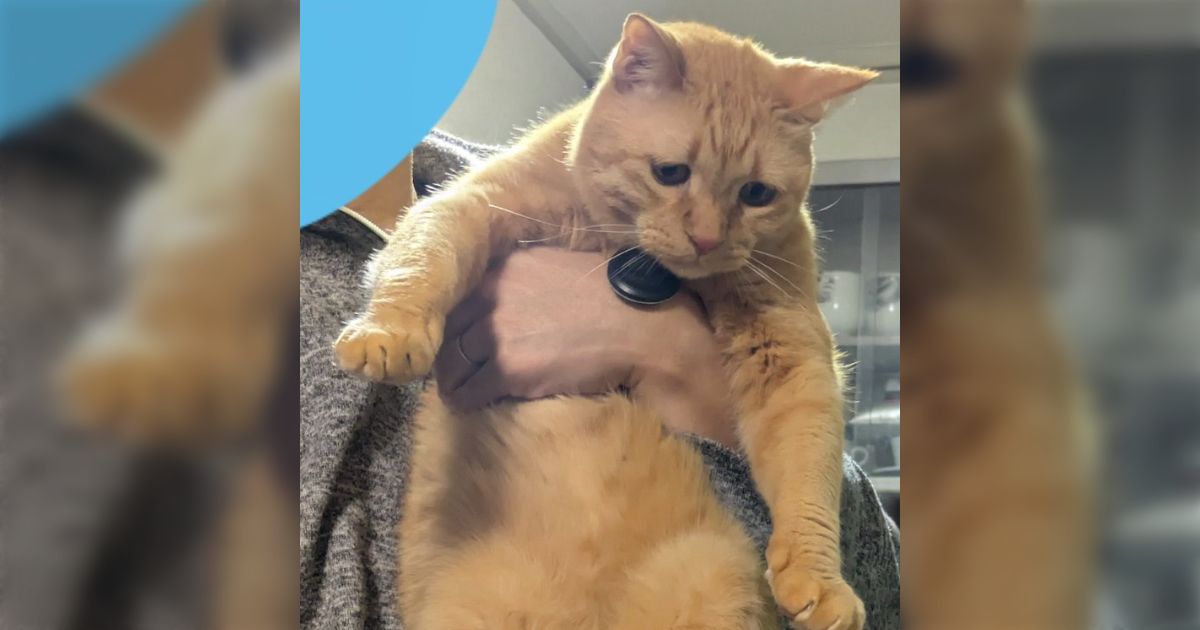 キッチンで悪さをしようとして、家族に捕まって運ばれていく猫の表情があまりにも悲しげで草