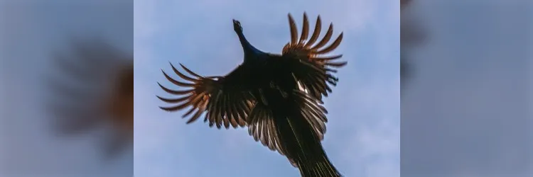 孔雀って飛べるんだ！お寺の屋根から飛び立つ姿を収めた写真の神々しさに注目 - Togetter [トゥギャッター]