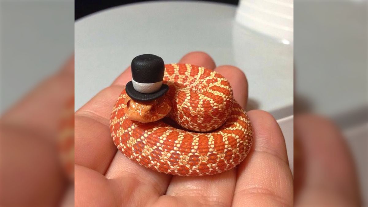 ヘビ注意】ヘビに帽子をかぶせると死ぬほど可愛くなることがわかる画像 