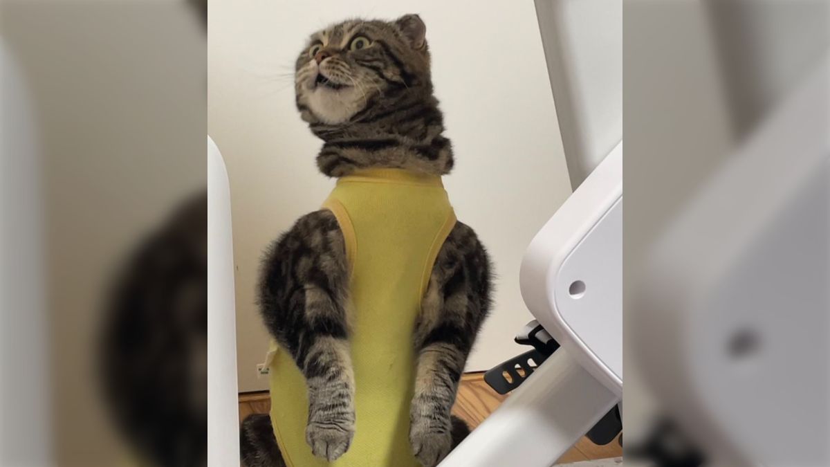  おばさん  ムチムチ  着衣 猫ﾁｬﾝのムッキムキ術後服姿が可愛い「なぜこうなる」 - Togetter [トゥギャッター]