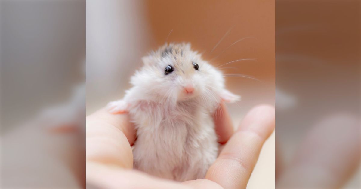 マヌケ・ハム！！！！はむはむ！マヌケマヌケのおマヌケハムスター‎ マヌケ顔🥸🥸 #ハムスター #ハムスターのいる生活 #キンクマ