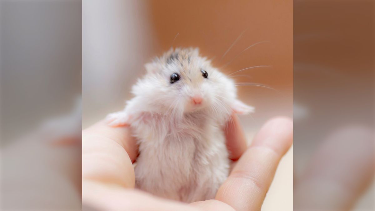 このタグ見た人は持ってる画像で戦闘力低そうな画像を貼れ にお間抜け