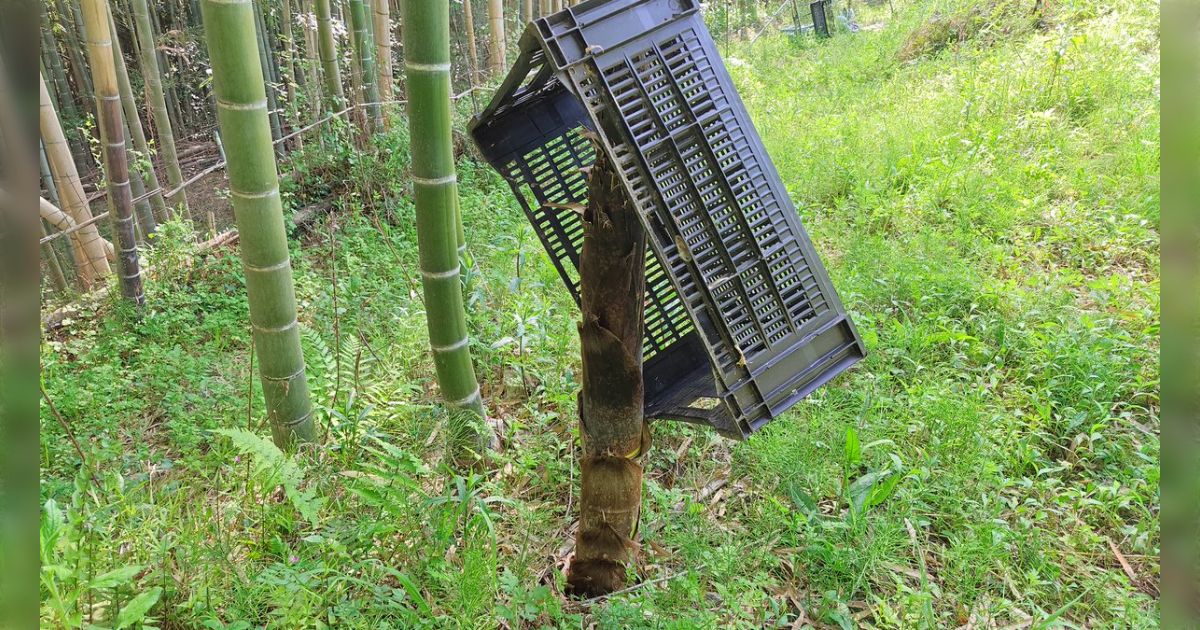 昨日たけのこ掘りの時、竹林にカゴを置いてきてしまったので