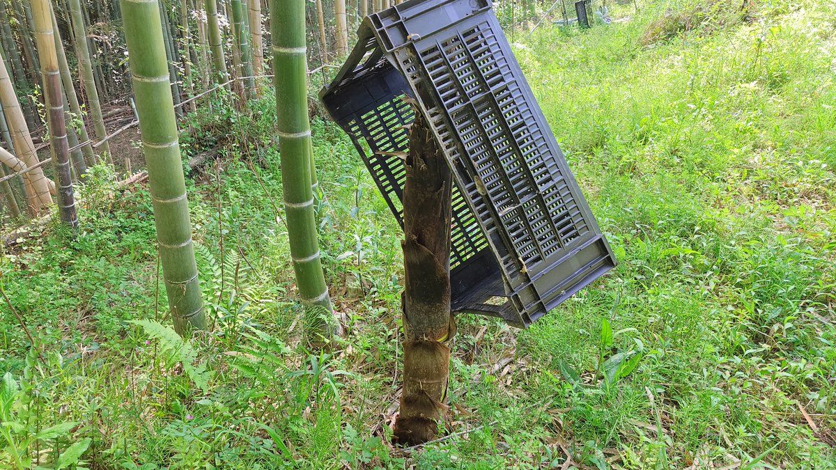 竹の子掘り(頭のみ)2K 竹の子掘り(頭のみ)2K