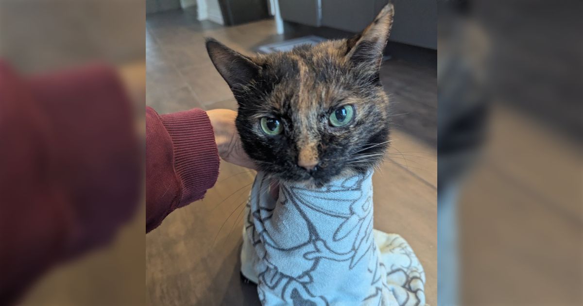 動物病院で使われる猫の安全な保定方法「猫ブリトー」のやり方動画と飼い主たちの疑問「こんなに大人しく受け入れない子は…？」