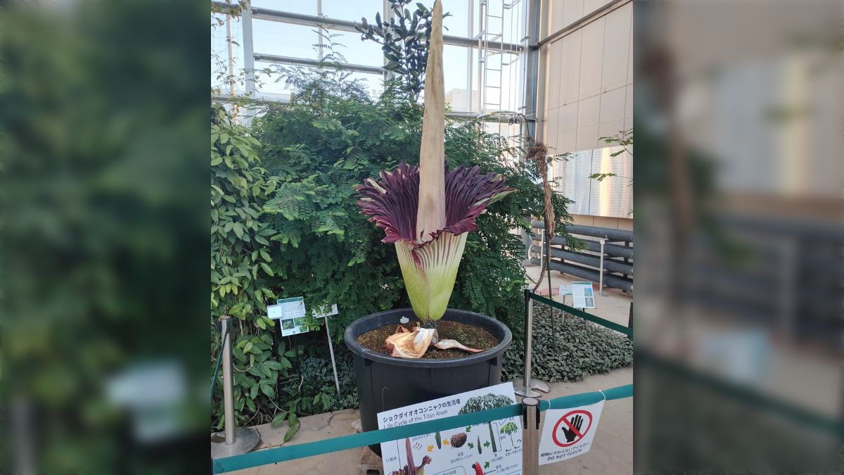 2日間しか咲かない世界最大の花「ショクダイオオコンニャク」が13年