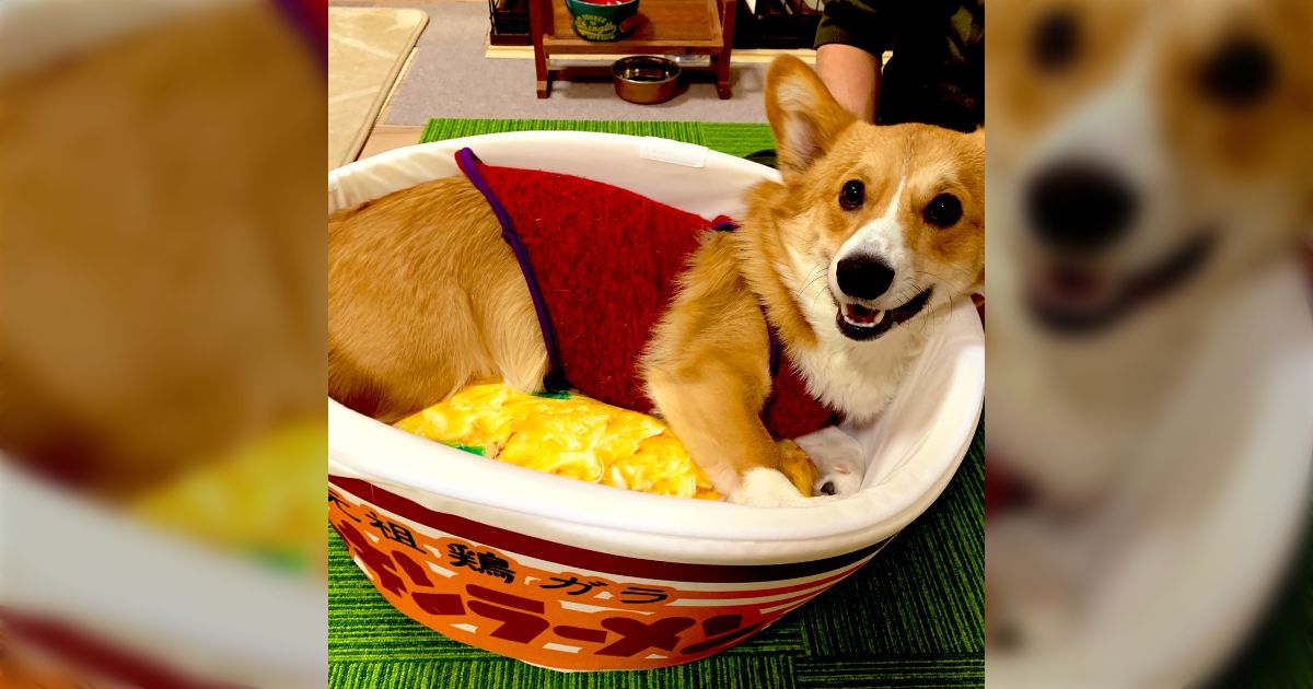 日清チキンラーメン 猫犬 ペットベッド 限定品 チキンラーメン ペット