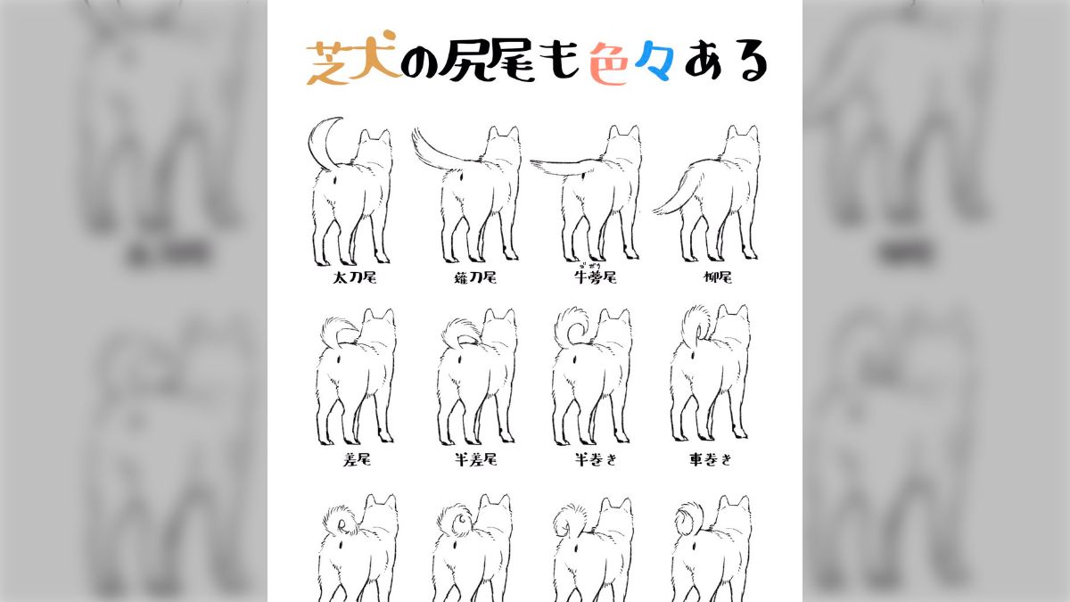 巻かない柴犬もいる？柴犬のしっぽ、その巻き方には結構いろいろな種類があるらしいので一覧にしてみた「ナイス柴尻」 - Togetter