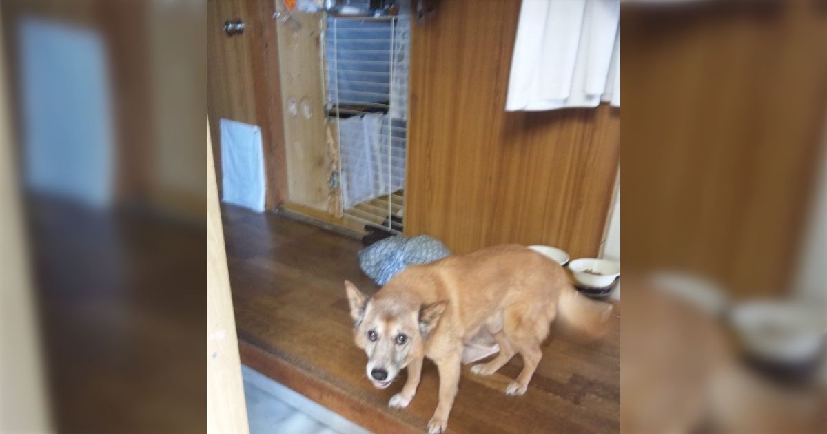 実家のイッヌが死にそうだと連絡があり、下道6時間かけて帰ったらバチクソ尻尾振って出迎えてくれた事があった「お前に会えたからで草」