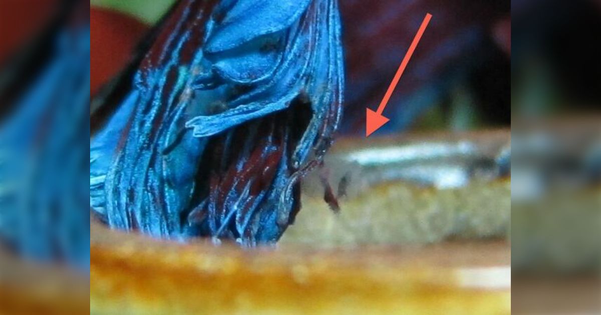 ベタ(闘魚)写真・その3 - posfie