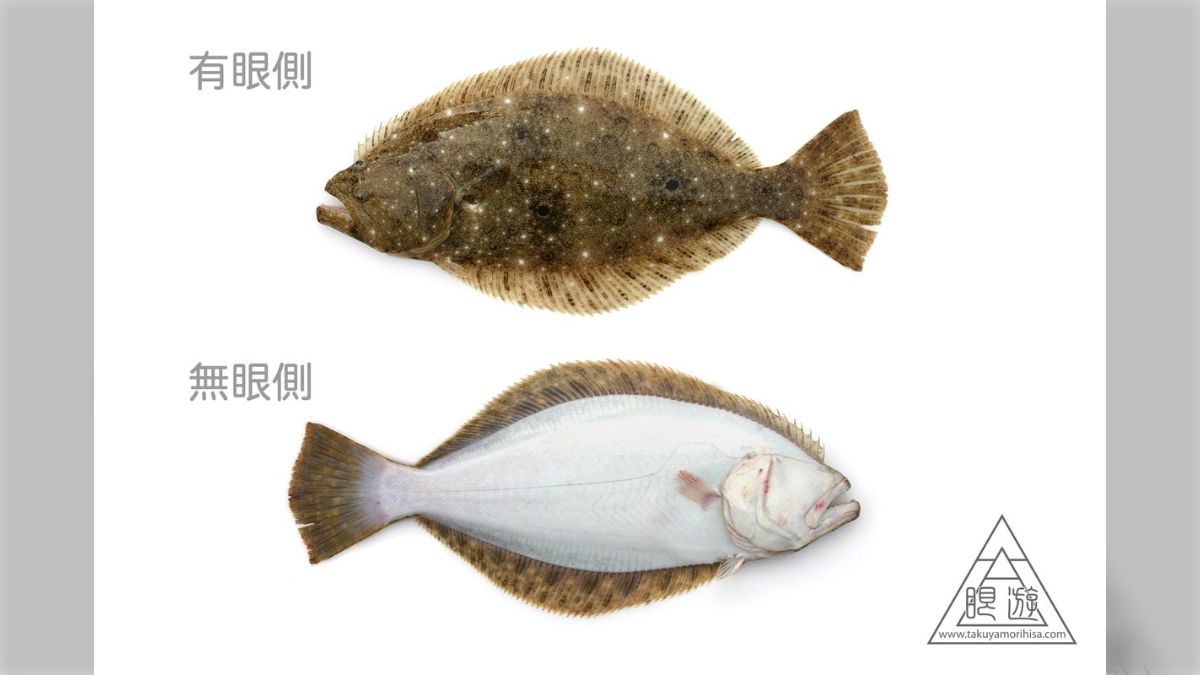 閲覧…注意？】ヒラメっていつも横から見てるけど「正面顔」はこんな感じらしい…「こわ！」「生き物って不思議」 - Togetter [トゥギャッター]