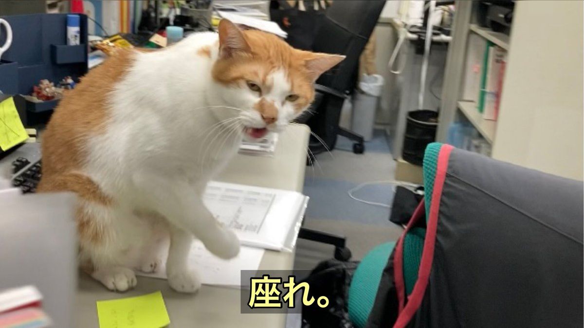 職場の猫課長・タマスケ氏の日常を覗き見「猫は人を癒し人は猫を癒す 