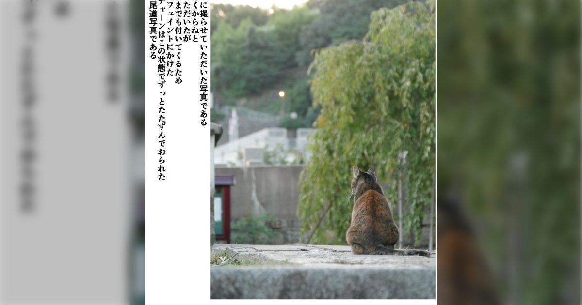 更新完了】尾道とネコチャーンに命を救われたときの話 その1
