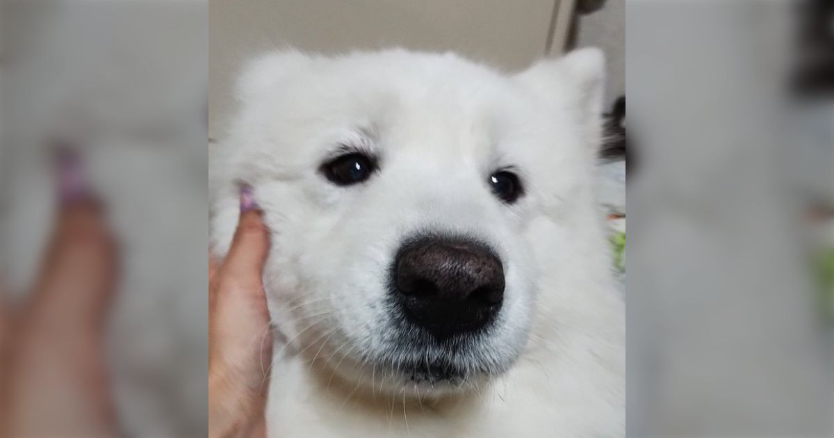 動物病院で柴犬を連れたおじいちゃんが｢おまえ男だろ！覚悟しろ！｣って診察室に犬を引きずり込んでいた→犬からの反論