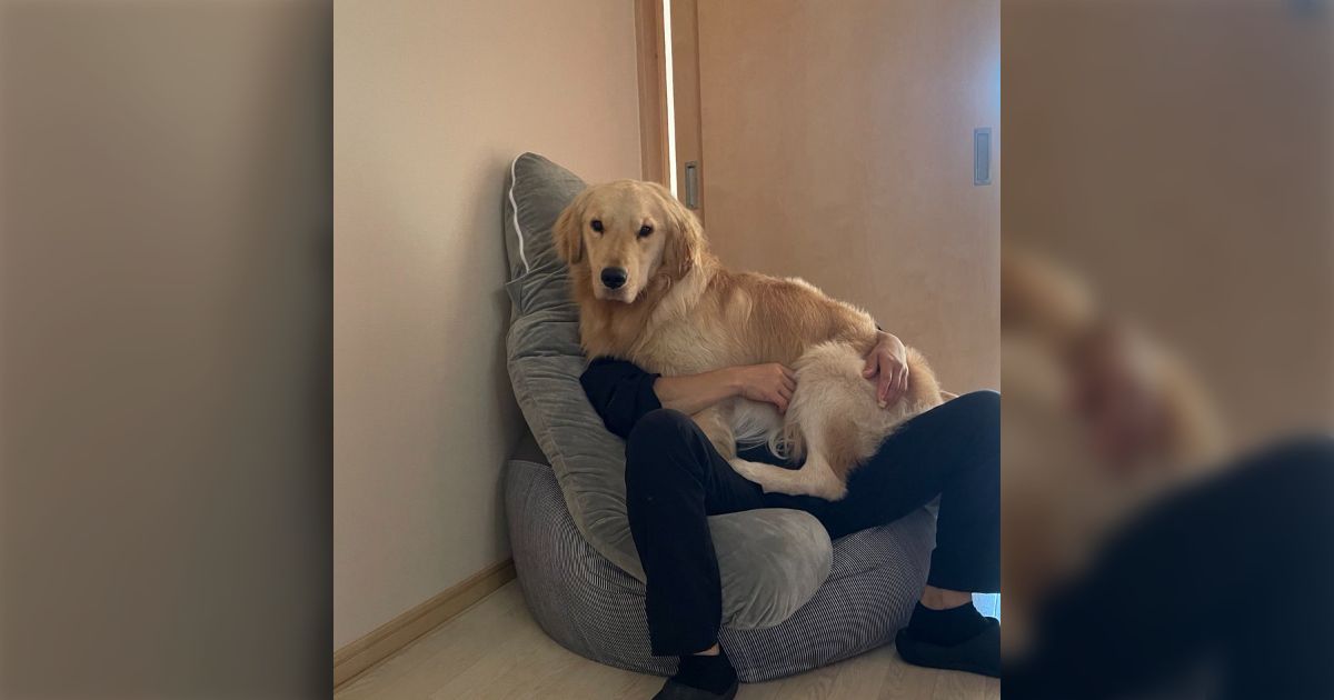 飼い主さん 募集中犬⁄ゴールデンレトリバー仔犬置物◇サンディキャスト