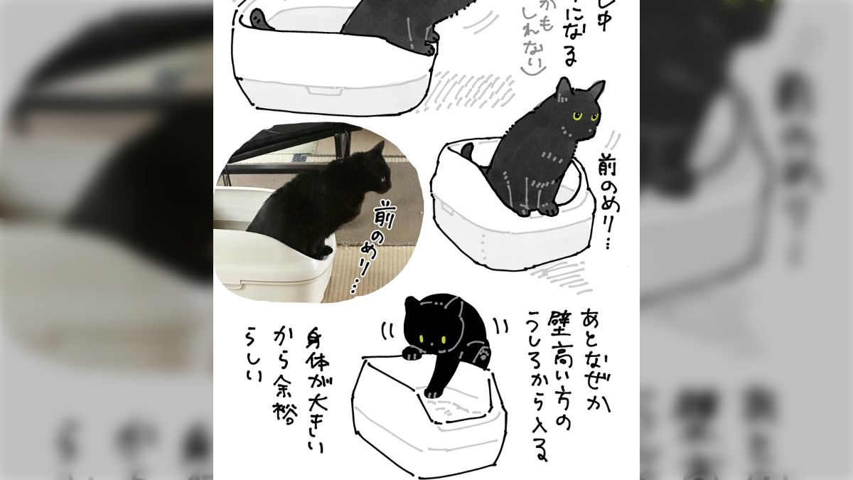 やんちゃな子猫に『何でもろん兄さんの真似するブーム』到来！一生懸命なまねっこがかわいい - Togetter [トゥギャッター]