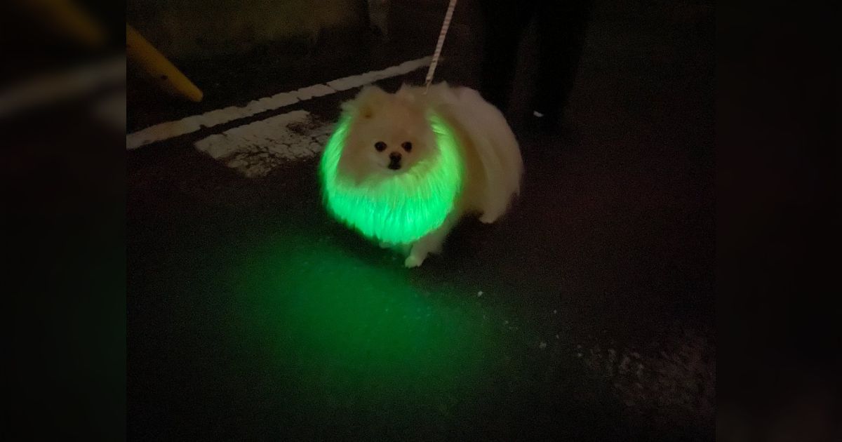 おさんぽポメライト　犬　首輪　ゲーミング　全5種　フルコンプ 光る首輪をつけた おさんぽポメライト｜株式会社キタンクラブ
