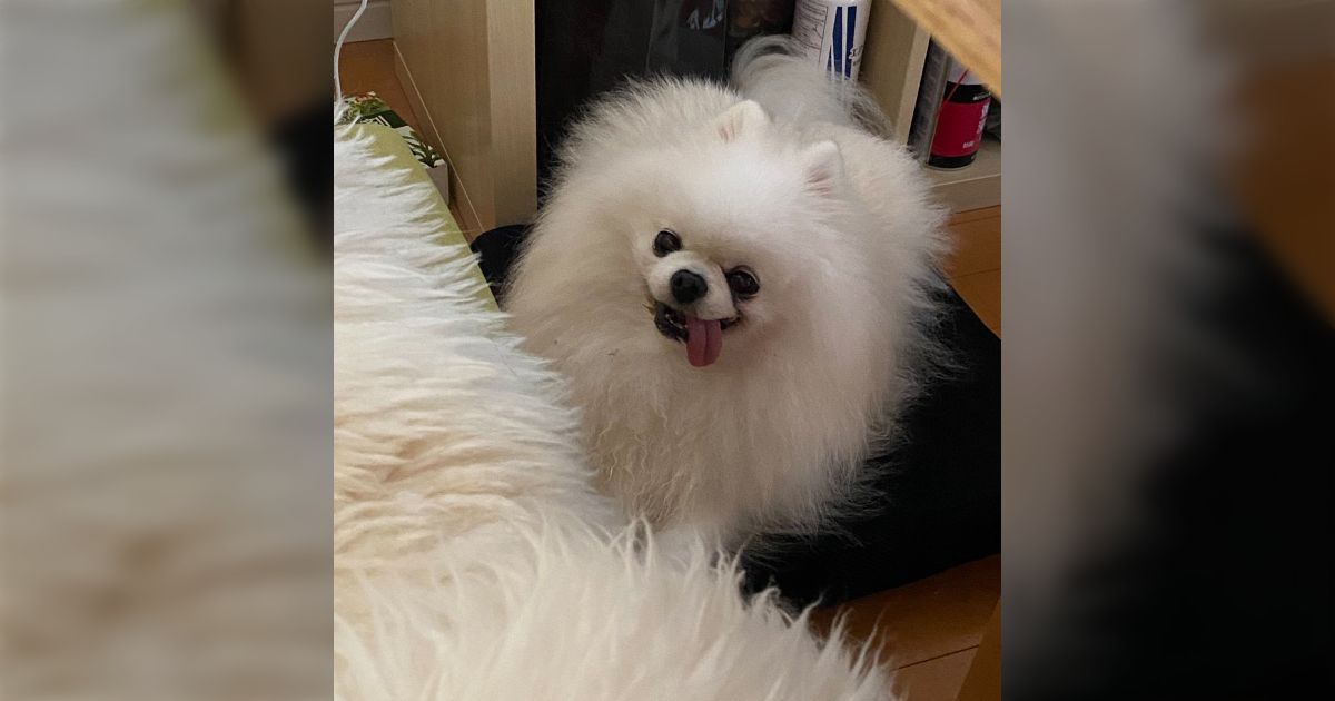 [B!] 犬、ご飯もらった後でも「僕はご飯も与えられずこのまま餓死するんです…可哀想な犬です…」って顔をするので毎回家族に確認する必要がある