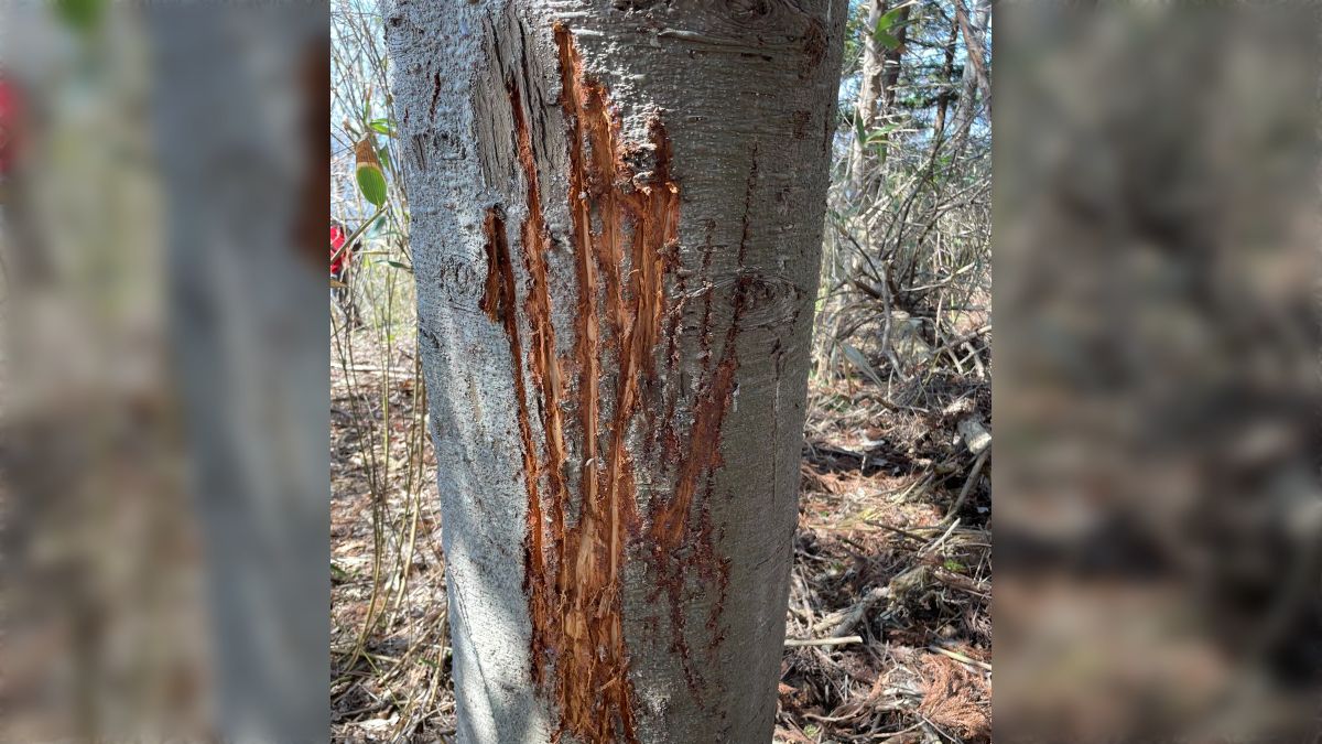 ３次 剥ぎコラ 山菜を採っていたら樹木に大きな傷跡を発見、冬眠から覚めたクマが縄張りの主張をしているのかと思ったら...→実は熊の痕跡によく間違われるらしい (3ページ目)  - Togetter [トゥギャッター]