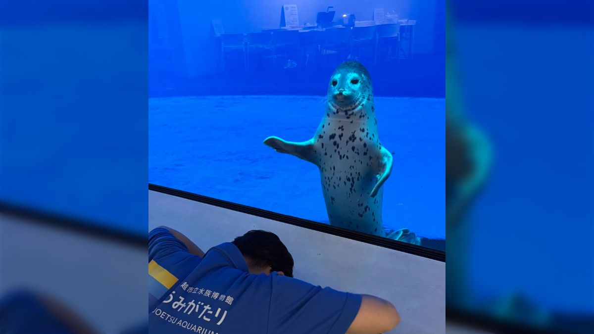 アザラシが地に足をつけててかわいい」一般人の指摘でまさかのミスが