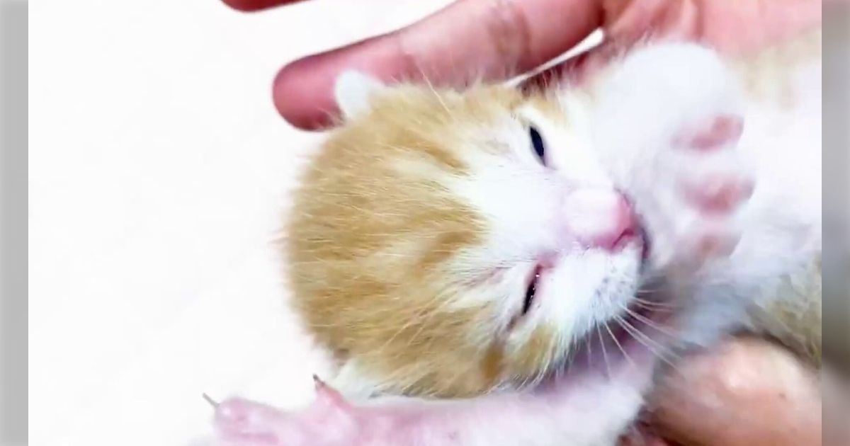 「初めての目薬で大暴れする赤ちゃん猫」力いっぱいイヤー！と主張する動画→なんて可愛い大暴れなんだ…