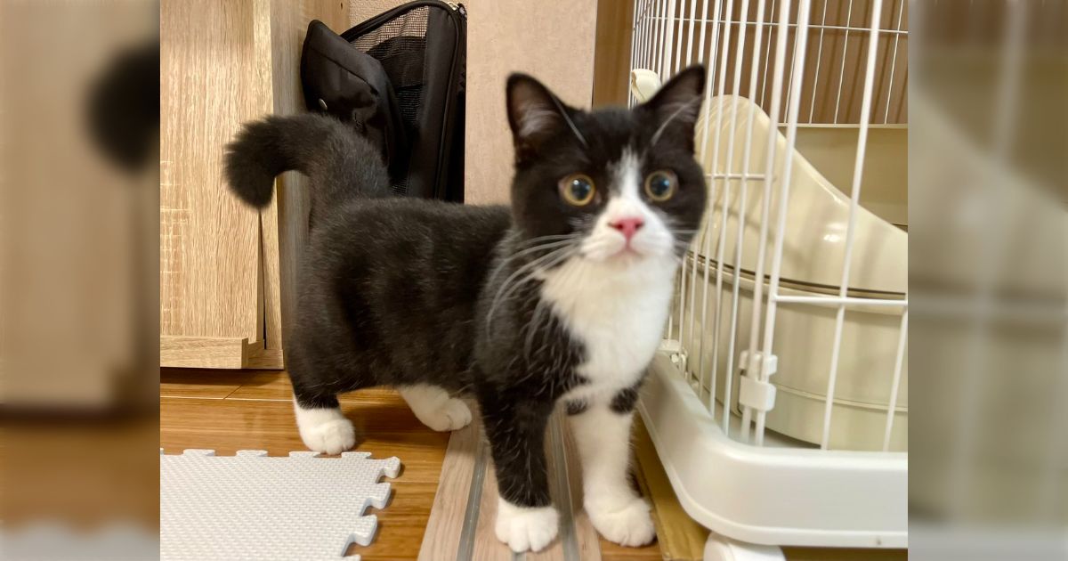 靴下ねこ 猫 デザイン 靴下 5色セット レディース 22-24cm ねこ ネコ キャット