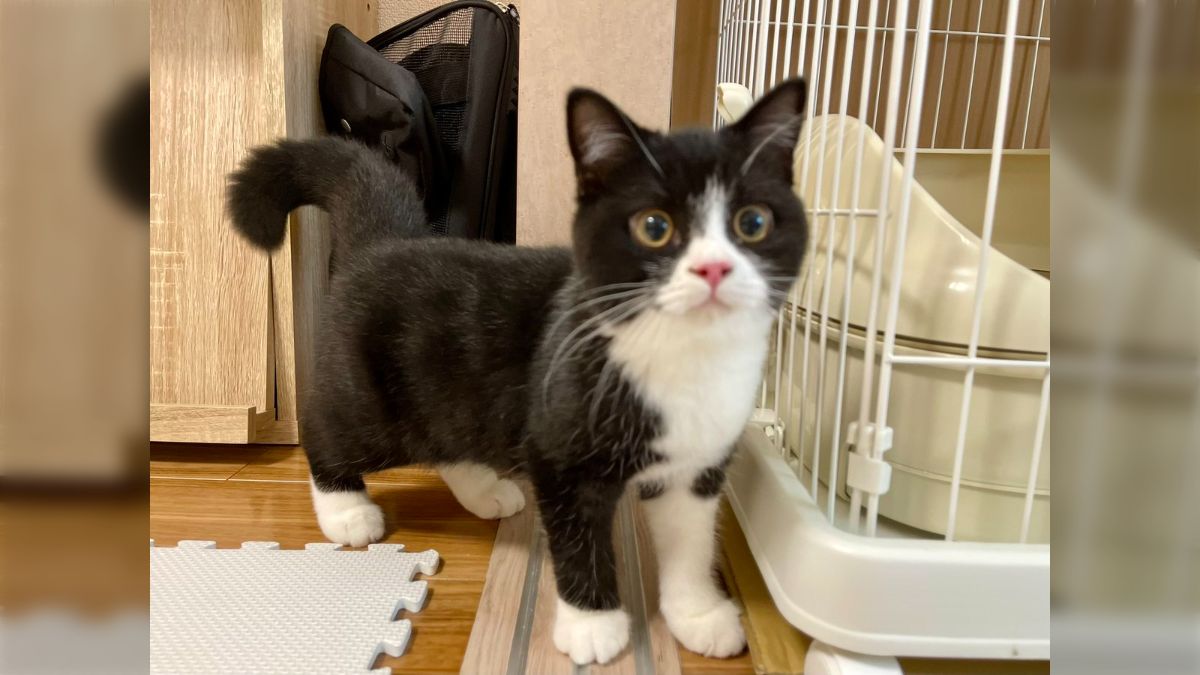 靴下 を 履い た 猫