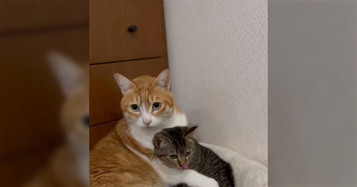 保護した子猫を先住猫が気に入って『僕、この猫飼いたい』と言っている→猫の言う「面倒見るから！」は信じていい