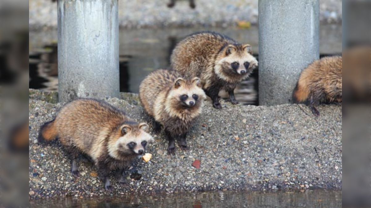 タヌキって絶滅してないのが不思議な生態してた・車のヘッド