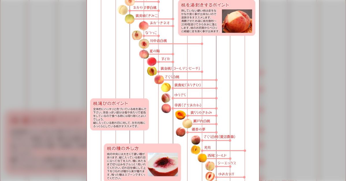 福島から熟しても硬い品種の桃を直送したら「まだ硬い桃が送られ
