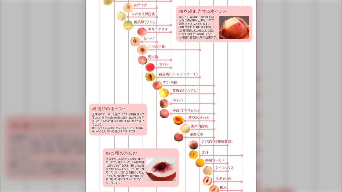 福島から熟しても硬い品種の桃を直送したら「まだ硬い桃が送られ