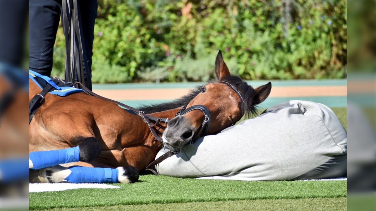ヨギボーマックスヨギボー限定品馬モチーフ馬グッズ