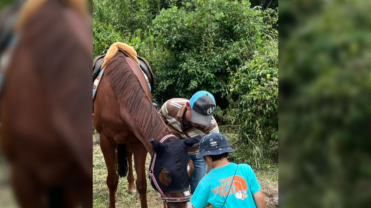 競走馬として全く才能がないため見切りを付けられ、乗馬クラブに譲渡→数か月後「絶賛だった」と連絡があり、大人しく素直で子供も乗れてCMにも出演「人間も馬も適材適所」