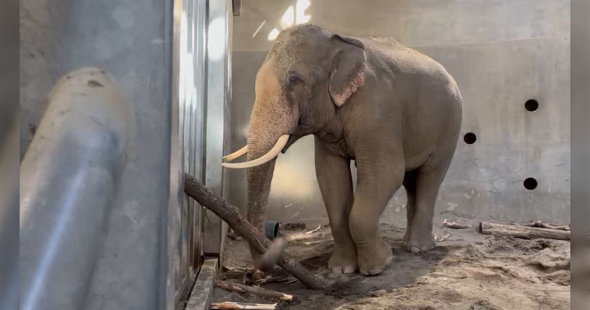 象の木彫り（丸太を運搬する働く象）